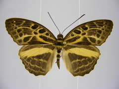 Catuna angustatum