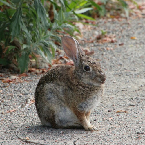 iNaturalist observation photo of Desert Cottontail