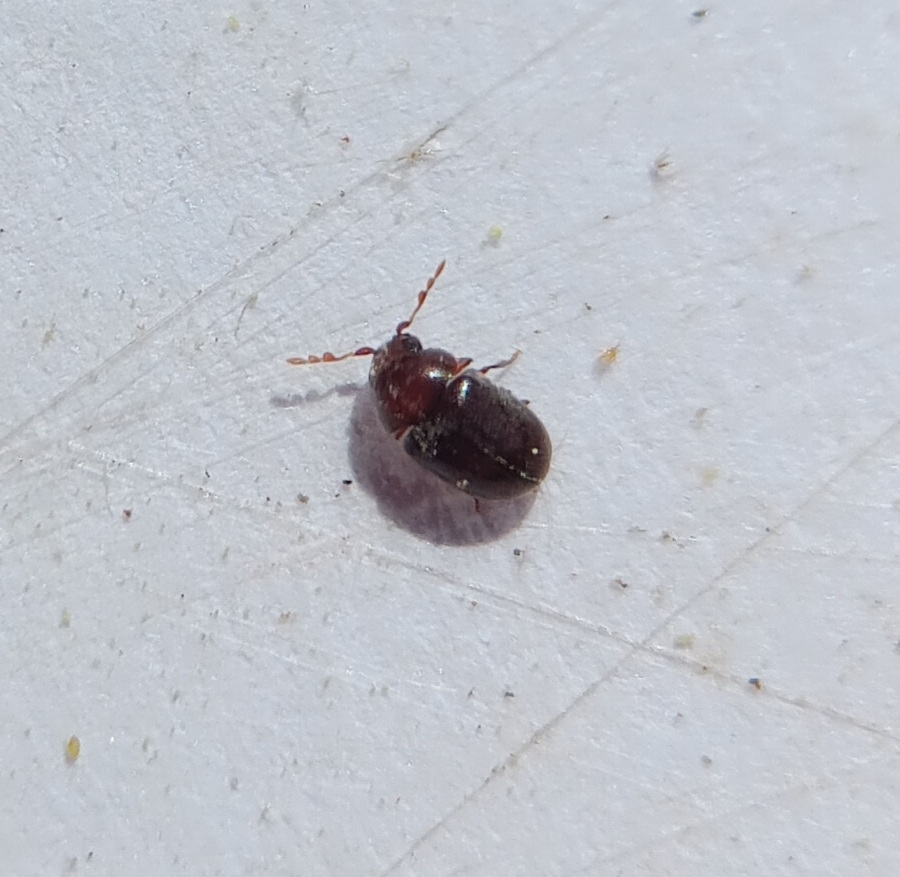 Tricorynus confusus