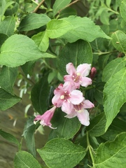 Weigela