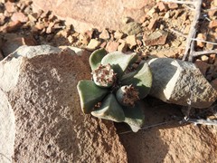 Pleiospilos compactus