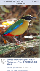 Pitta moluccensis