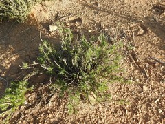 Phymaspermum parvifolium