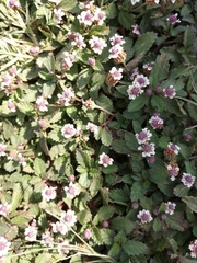 Lippia stoechadifolia