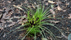Tillandsia punctulata