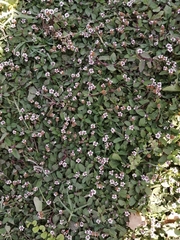 Lippia stoechadifolia