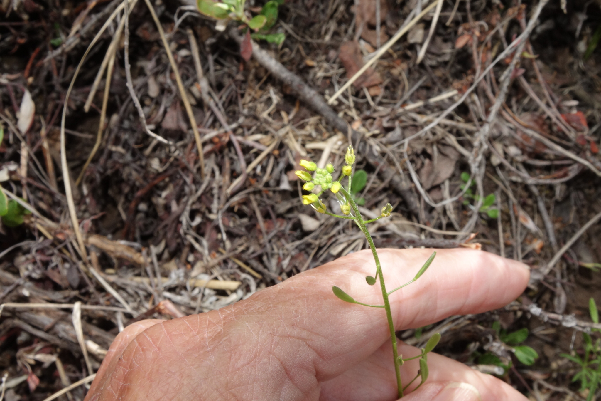 Draba rectifructa
