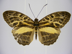 Catuna angustatum