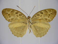 Catuna angustatum