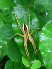 Dolomedes sulfureus