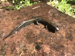 Desmognathus kanawha