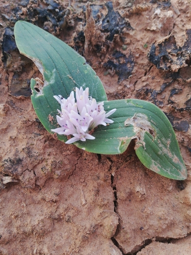 Image of Lachenalia ensifolia by (c) Christiaan Viljoen, some rights reserved (CC BY)