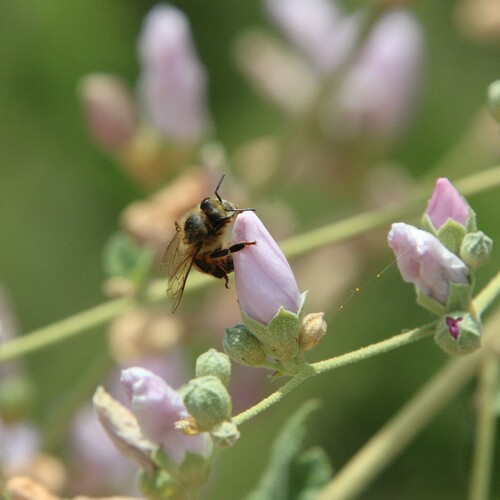 iNaturalist observation photo of Western Honey Bee