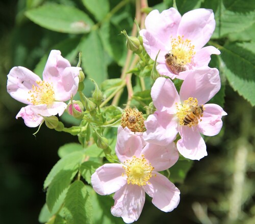 iNaturalist observation photo of California Wild Rose