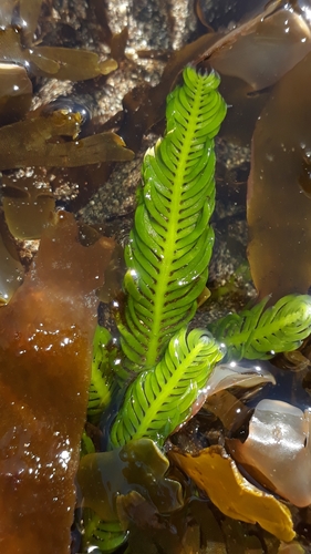 Caulerpa taxifolia