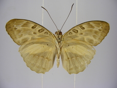 Catuna angustatum