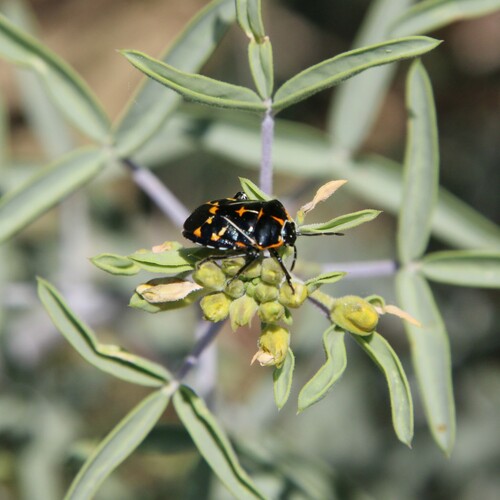 iNaturalist observation photo of Harlequin Bug
