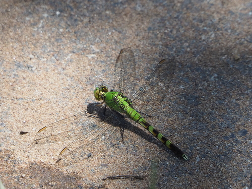 Observations By Mottledsculpin · Inaturalist