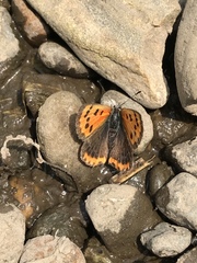 Lycaena phlaeas daimio
