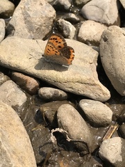 Lycaena phlaeas daimio