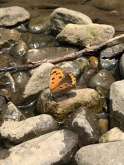 Lycaena phlaeas daimio