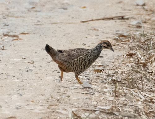 Chinese Francolin (Francolinus pintadeanus), photo 4