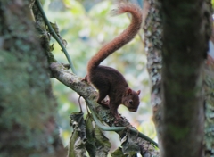 Sciurus ignitus