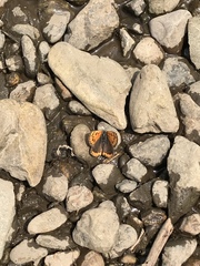 Lycaena phlaeas daimio