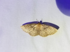 Lepidoptera