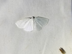Lepidoptera