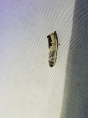 Lepidoptera