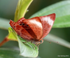 Abisara saturata kausambioides