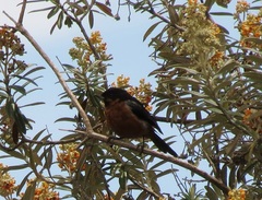 Diglossa brunneiventris