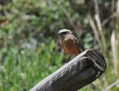 Ochthoeca oenanthoides