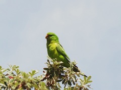 Psilopsiagon aurifrons