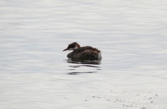 Rollandia microptera