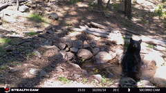 Ursus americanus machetes