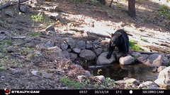 Ursus americanus machetes