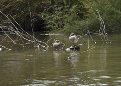Marmaronetta angustirostris