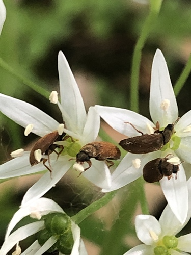 Byturidae