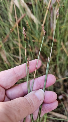 Image of Machaerina juncea by (c) Rosalie Lawrence, some rights reserved (CC BY)