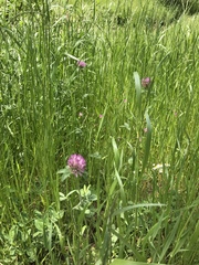 Trifolium pratense