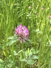 Trifolium pratense