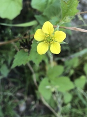 Geum urbanum