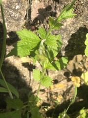Geum urbanum
