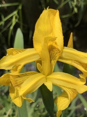 Iris pseudacorus