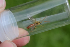 Tenthredopsis nassata