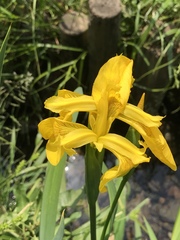 Iris pseudacorus