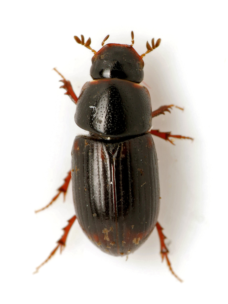 Mouse Dung Beetle