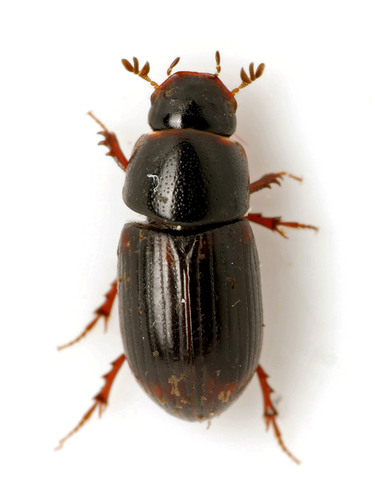 Mouse Dung Beetle